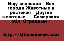 Ищу спонсора - Все города Животные и растения » Другие животные   . Самарская обл.,Отрадный г.